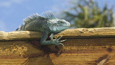 Iguana hanging out!