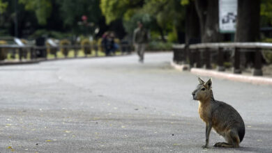 A Patagonian mara is seen at the entrance of Buenos Aires zoo