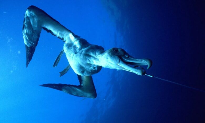 bycatch Albatros in NZ
