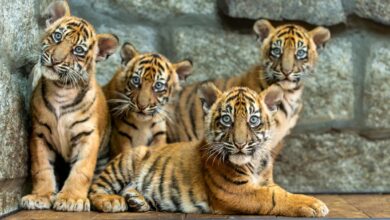 Sumatran tiger cubs in zoo in Poland