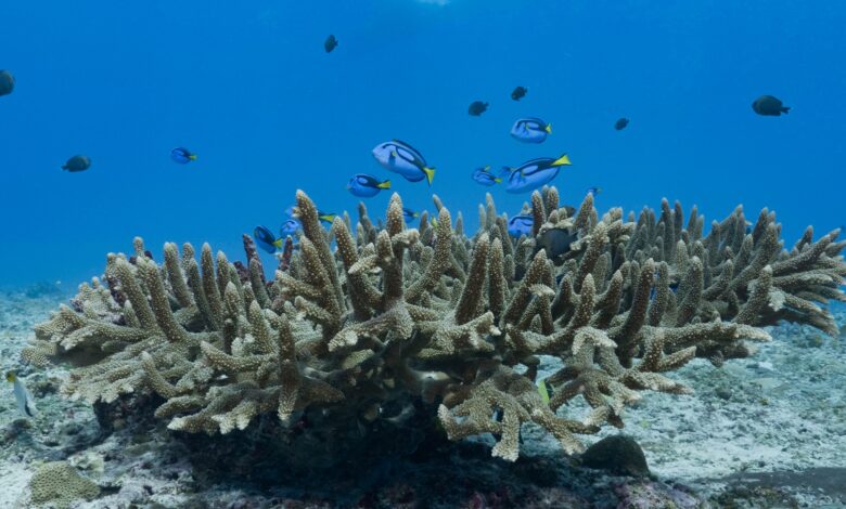Fish and corals Samoa