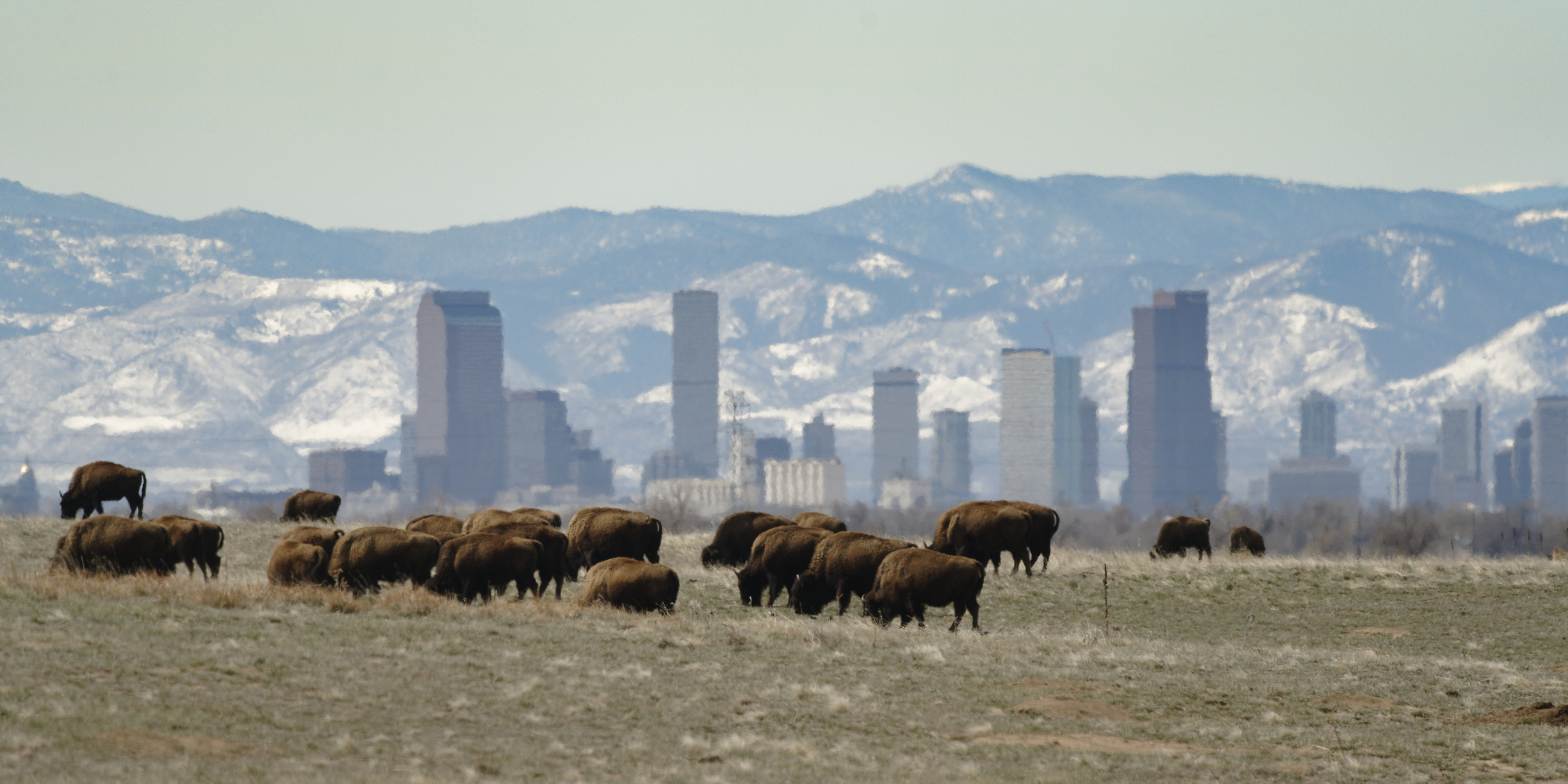 Critical Protection for American Bison | twib.news