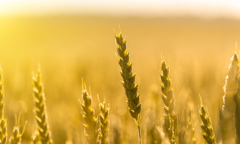 Wheat field at sunset. Beautiful rural landscape. World grain export