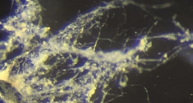 Cable bacteria of the newly discovered species Ca. Electrothrix yaqonensis