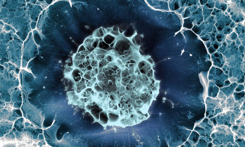single human stem cell embedded within a porous hydrogel matrix