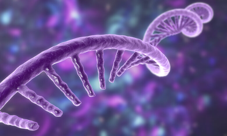 Molecule of mRNA, illustration