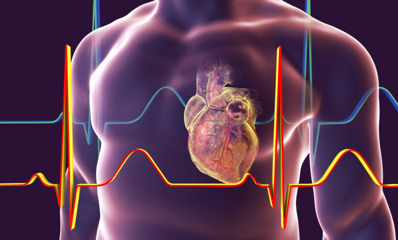 Heart with coronary vessels, illustration