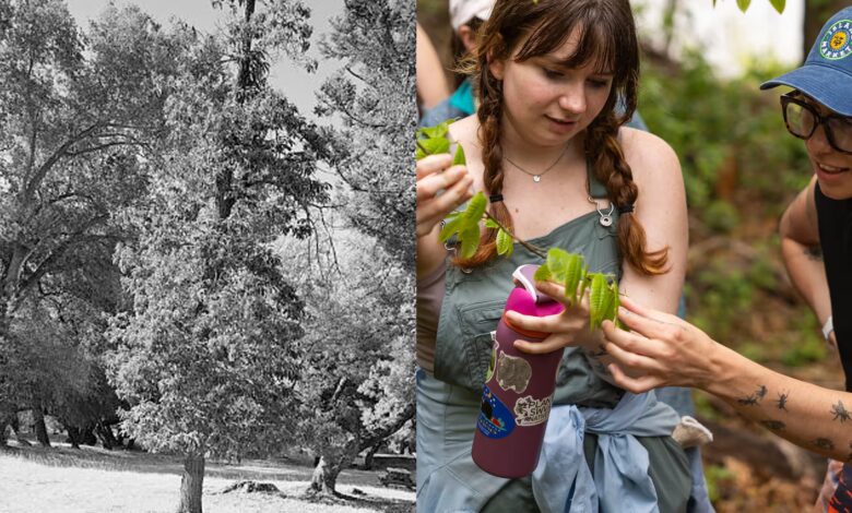 Chestnut tree planting in New York