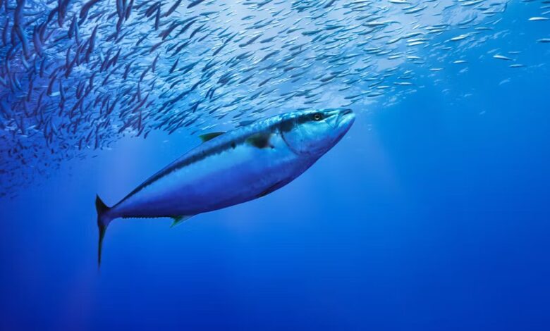 yellow tuna hunts in Pacific Ocean