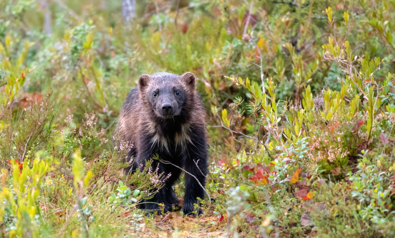 A Wolverine walking in a forest with autumn colors in Northern Finland near Kumho - Finland