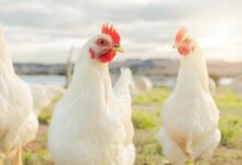 cage-free chicken Sweden