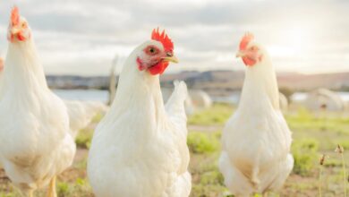 cage-free chicken Sweden