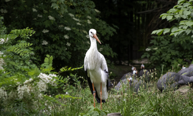 Close-up of a stork perching on field,Denmark