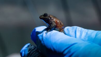 Endangered mountain frog