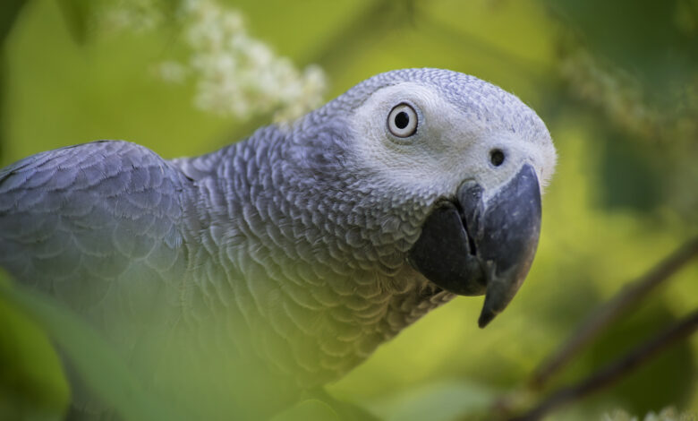 Congo African Grey Parrot