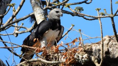 harpy eagle young bird
