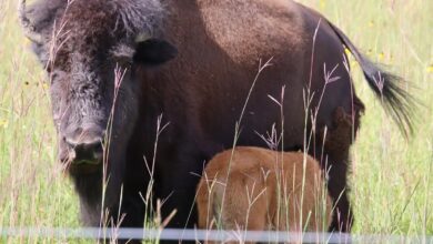 bison calf with mother