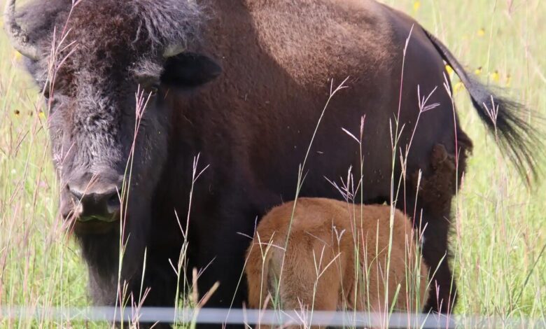 bison calf with mother
