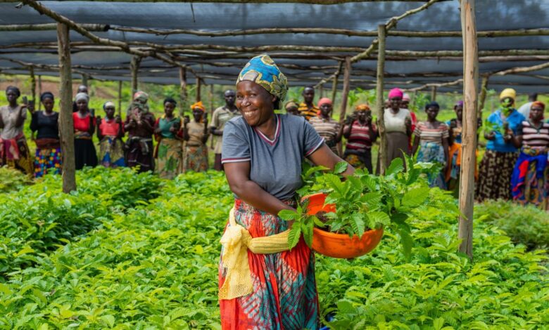 Communities prepare to plant indigenous trees on Nkombo island