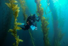 Kelp forest of the coast of California