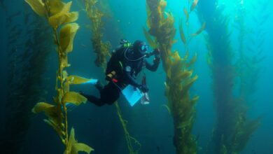 Kelp forest of the coast of California