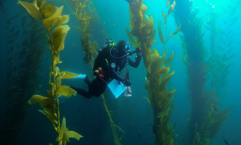 Kelp forest of the coast of California
