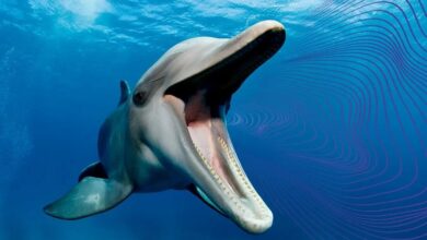 Dolphin with sound waves