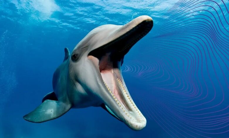 Dolphin with sound waves
