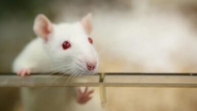 mouse in lab
