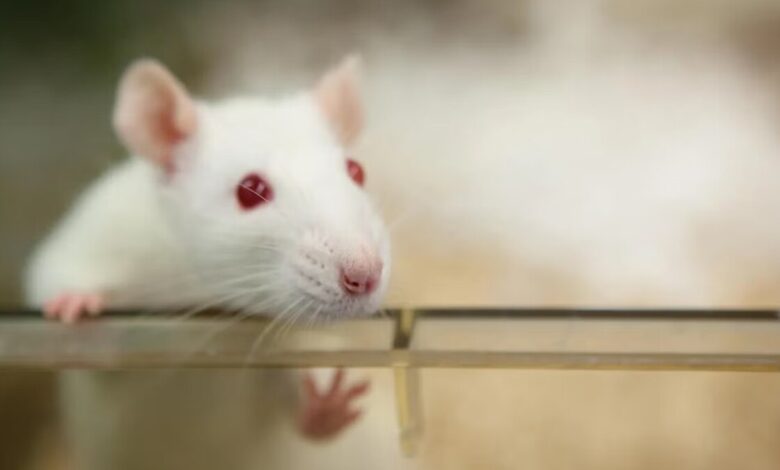 mouse in lab