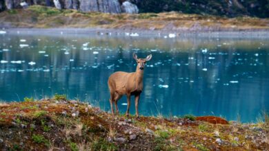 Huemul female deer Chile