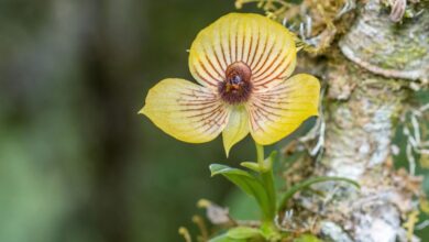 Telipogon orchid species
