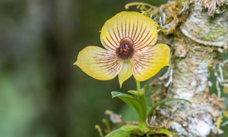 Telipogon orchid species
