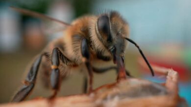 Honeybee