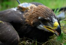 Princeling - golden eagle youngster