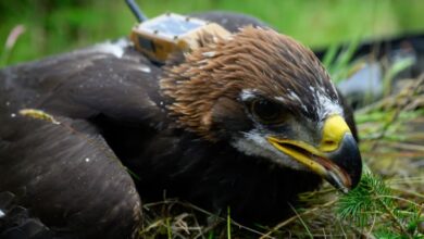 Princeling - golden eagle youngster