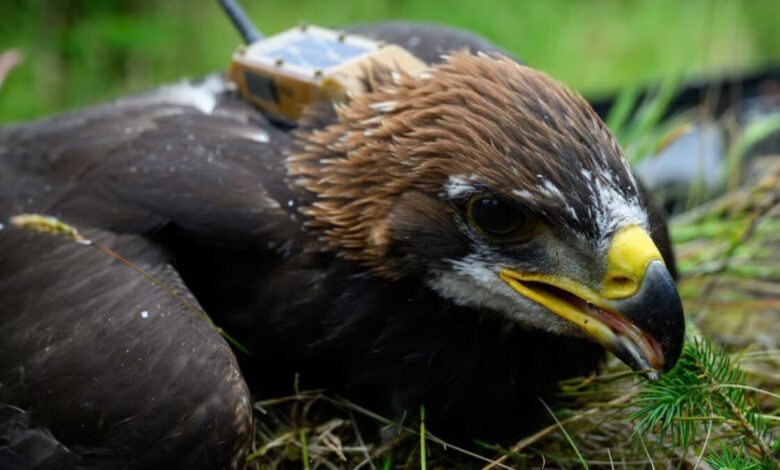 Princeling - golden eagle youngster