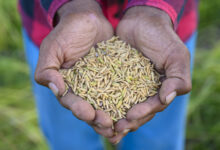 Paddy seeds on farmer hand
