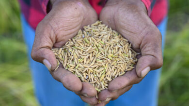Paddy seeds on farmer hand