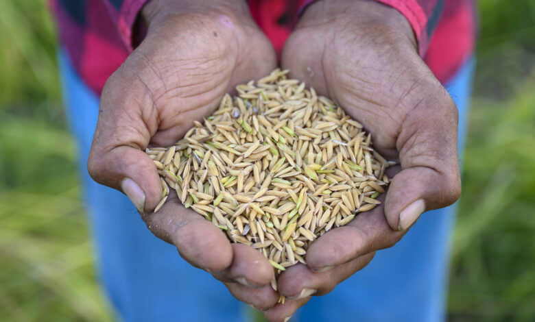 Paddy seeds on farmer hand