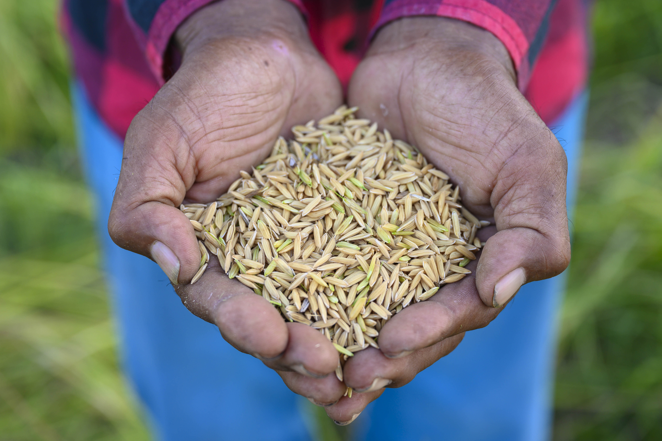 Rice Harvest Prices Reach Record Low | twib.news