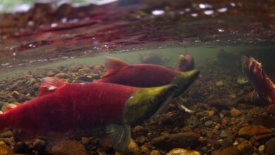 sockeye salmon