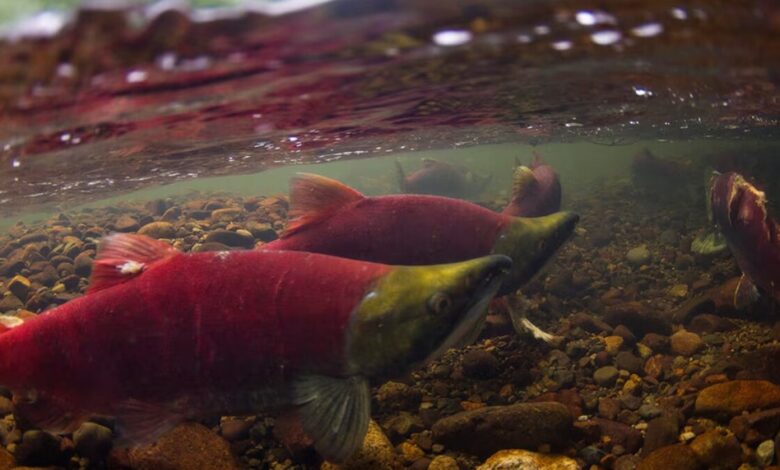 sockeye salmon