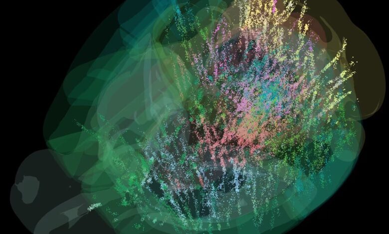 Brain scan that shows where decisions are made in the brain