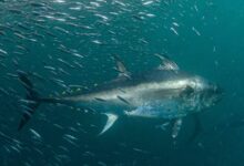 Bluefin tuna