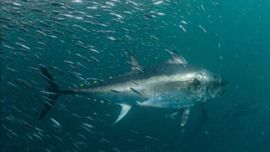 Bluefin tuna