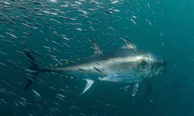 Bluefin tuna