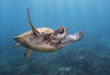 Green turtles in the coral bed