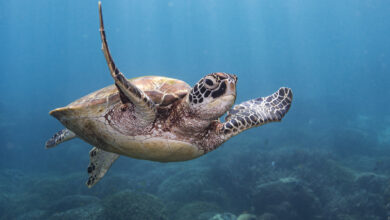 Green turtles in the coral bed