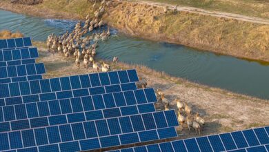 China Solar Farm and Elks in Nature Reserve